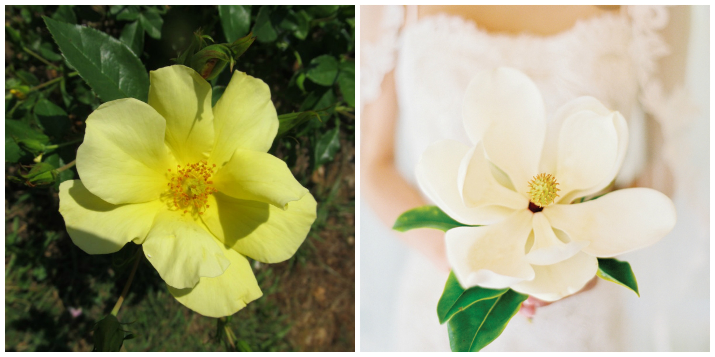 limoncello rose magnolia